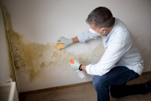 Professional Mold Removal in Roaring Spring, PA